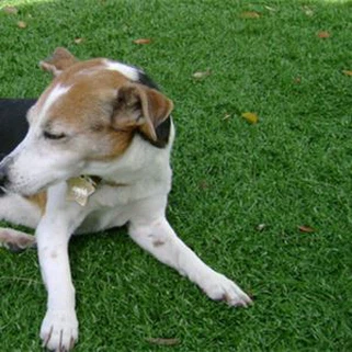 Anifeiliaid Anwes Artiffisial