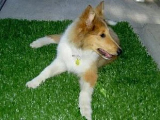 Y Glaswellt Synthetig Prisiau Gorau ar Werth Poeth i Gwn