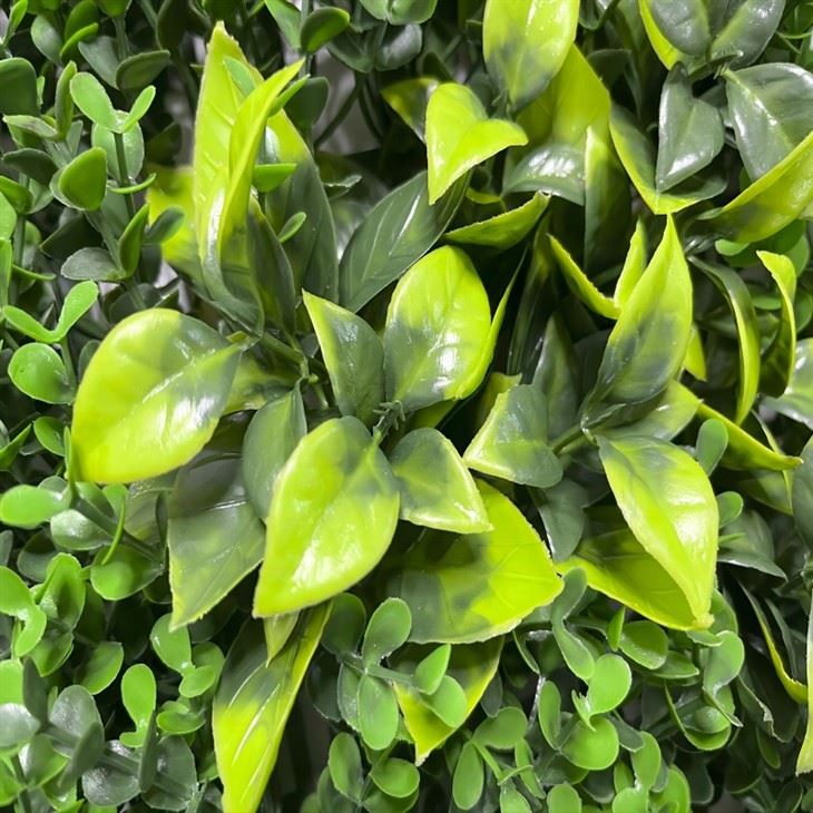 Plant Wall
